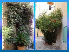 183 D24 BORMES LES MIMOSAS 2_000008